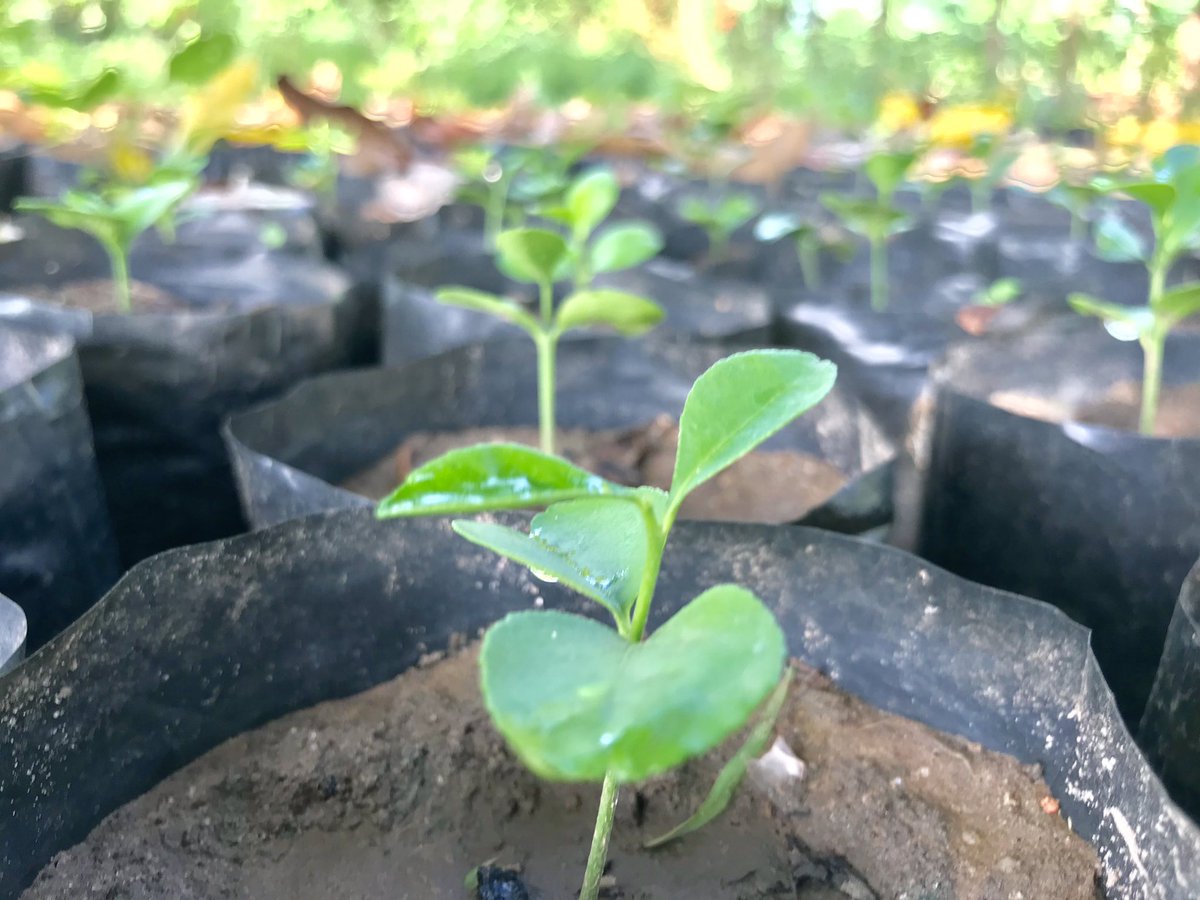 ST Foundation tweet media