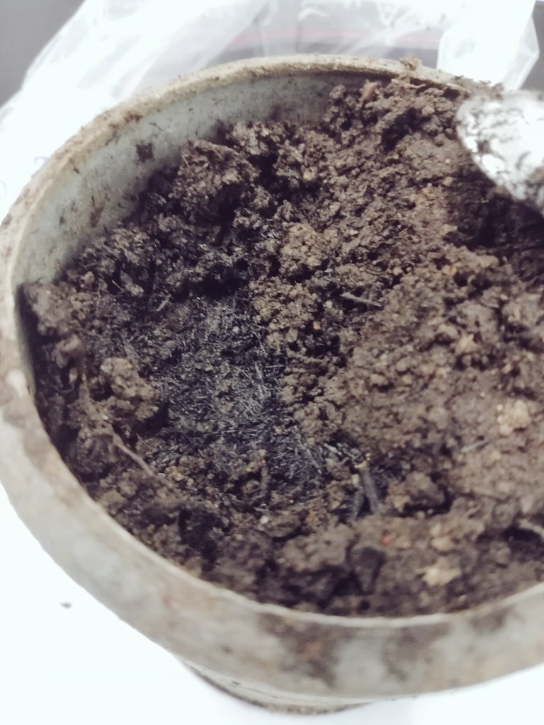 MSchiedung's tweet photo. Just finished sampling of 225 #soil cores to study the fate of #PyrogenicCarbon in #boreal and #arctic forest soils after two years of field incubation!
Let's the (13C) trace begin!
#firecarbon https://t.co/LpIhD9QGUe