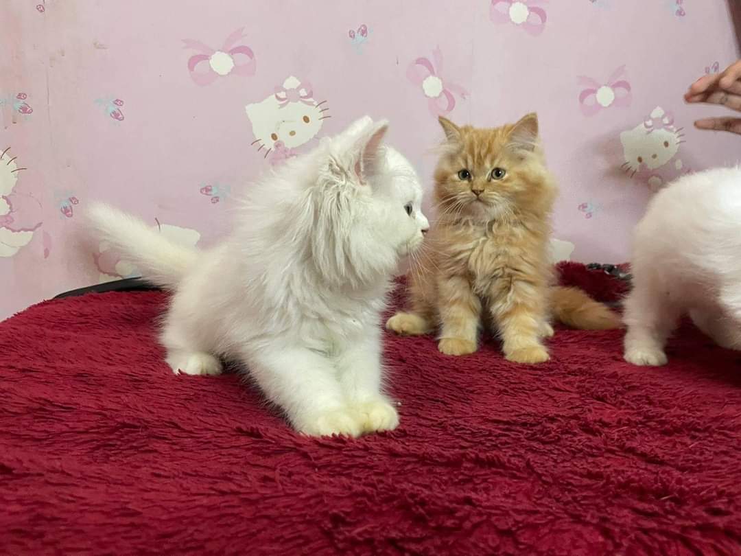 ilfijandrisno's tweet photo. ๐ค๐งก Ready for Adopt ๐งก๐ค
Kitten Persia
Umur 3 Bulan
Kualitas Super ๐
Poop dan Pee di Pasir
Siapa cepat dia dapat ๐
Minat? DM
#adopsi #adopsikucing #kitten #kittenpersia #persia #adopt #not4free #persian https://t.co/lYuqwYiENS