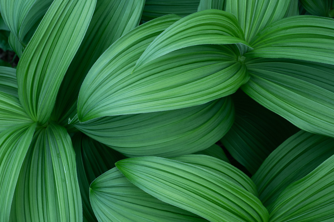 joelkoopphoto's tweet photo. False Hellebore is a beautiful but poisonous plant that often grows in wet areas. These leaves can grow quite large! I found this one up by Floe Lake in Kootenay National Park. #notedible #beautiful https://t.co/vHnlQYs64Y
