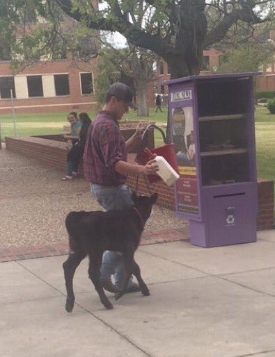 "How Texan are you?" 

This is where I went to college