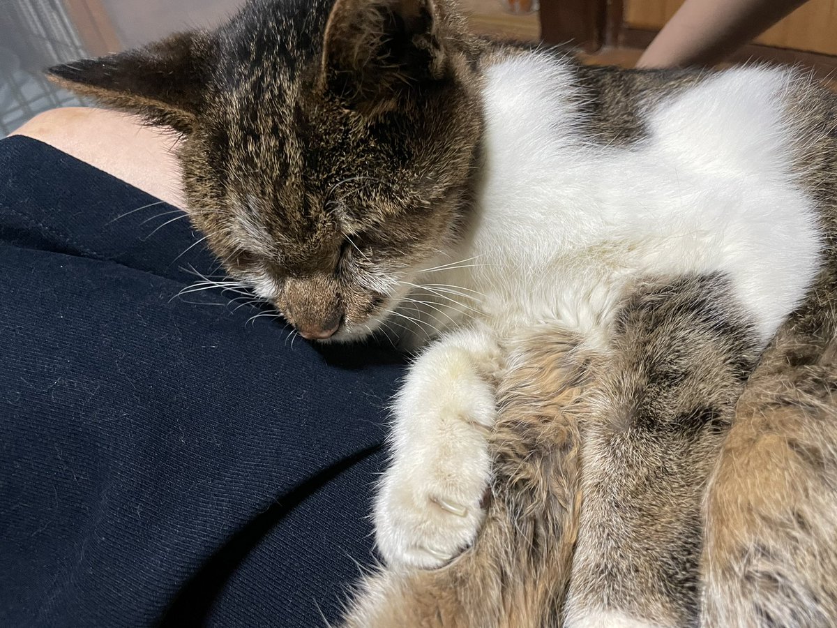 mayoineko1105's tweet photo. ゲージを改造して快適にしてもらってたみたい！
100均で買ったサンタのような赤ずきんのようなのが最強に似合ってた👏
寂しがりなのか抱っこで寝るのが好きらしい🐈
 #迷子猫  #迷い猫  #保護猫  #探してます  #保護しました  #拡散希望  #猫  #猫好きさんと繋がりたい https://t.co/FwPkIO6jMx