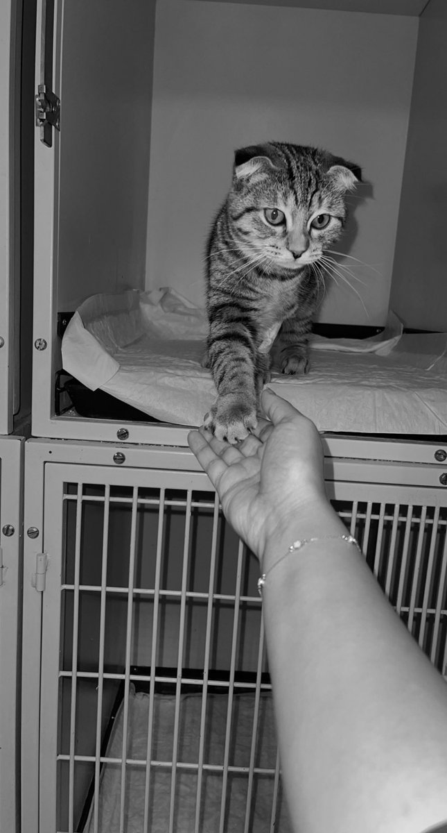 𓃠🪽 tweet media