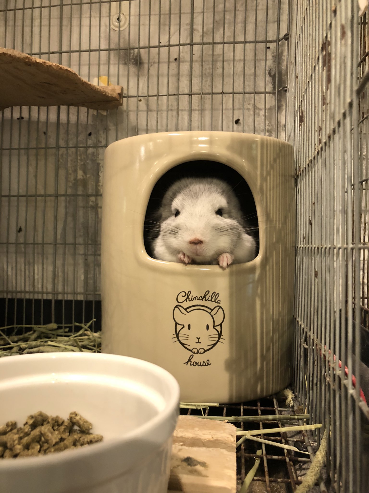小動物カフェ Rock Star Smallanimal Rs Twitter