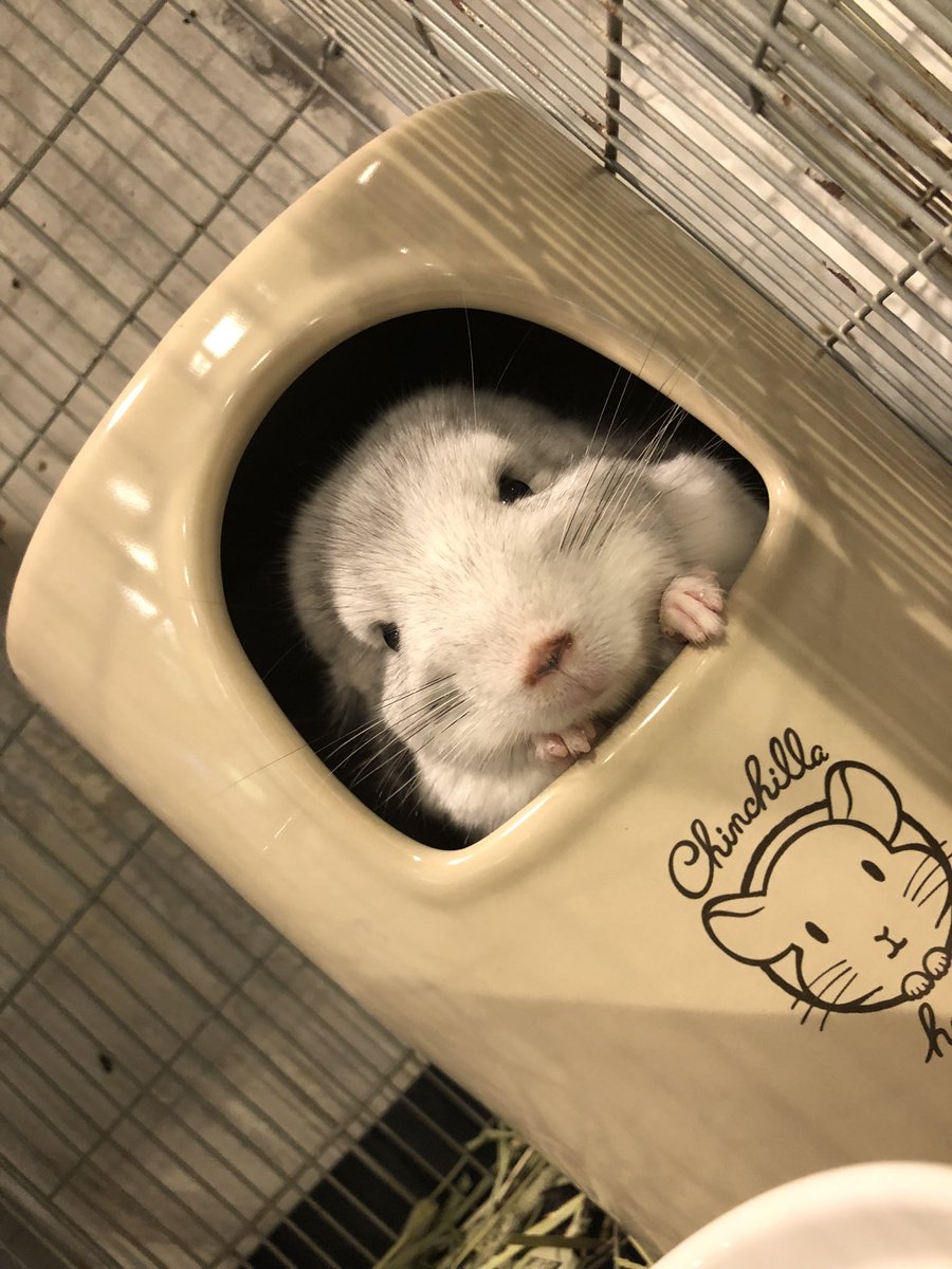小動物カフェ Rock Star Smallanimal Rs Twitter 小動物カフェ Rock Star Smallanimal Rs Twitter