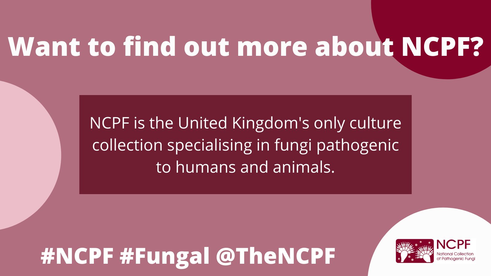National Collection of Pathogenic Fungi (@TheNCPF) / Twitter
