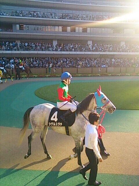 シゲルスダチ Twitter Search Twitter