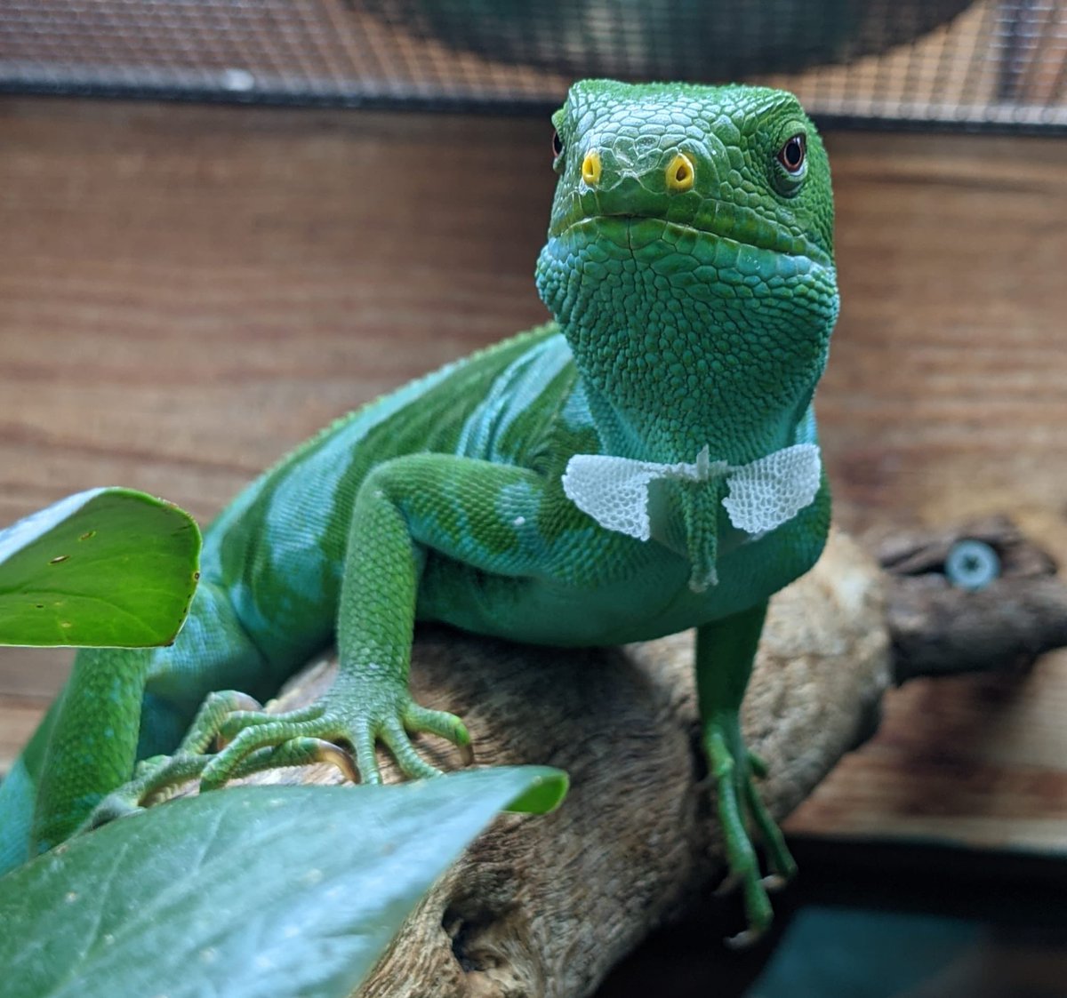 okczoo's tweet photo. Fancy seeing you here 🦎 

This Fiji iguana is so distinguished, he makes his own bow ties when shedding. 

📸: Katie P, herpetologist https://t.co/JhOVAxcX4m