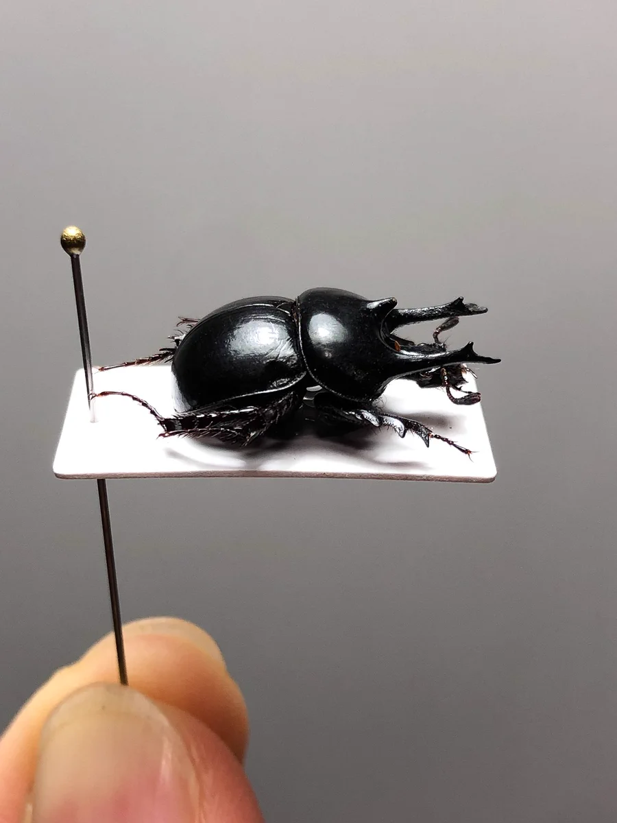【極美展足】スジコガネの一種　標本 福井敬貴作品 真作 プラチナコガネ Keiki FUKUI 福井敬貴στο X: 