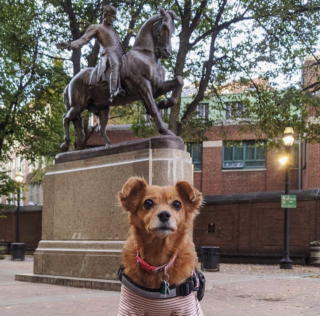 TheFreedomTrail's tweet photo. 🐾 the cutest tour guide that the freedom trail has ever seen 😍

📸: @ adventureswithmuffin on Instagram https://t.co/vWsQSkQmIq