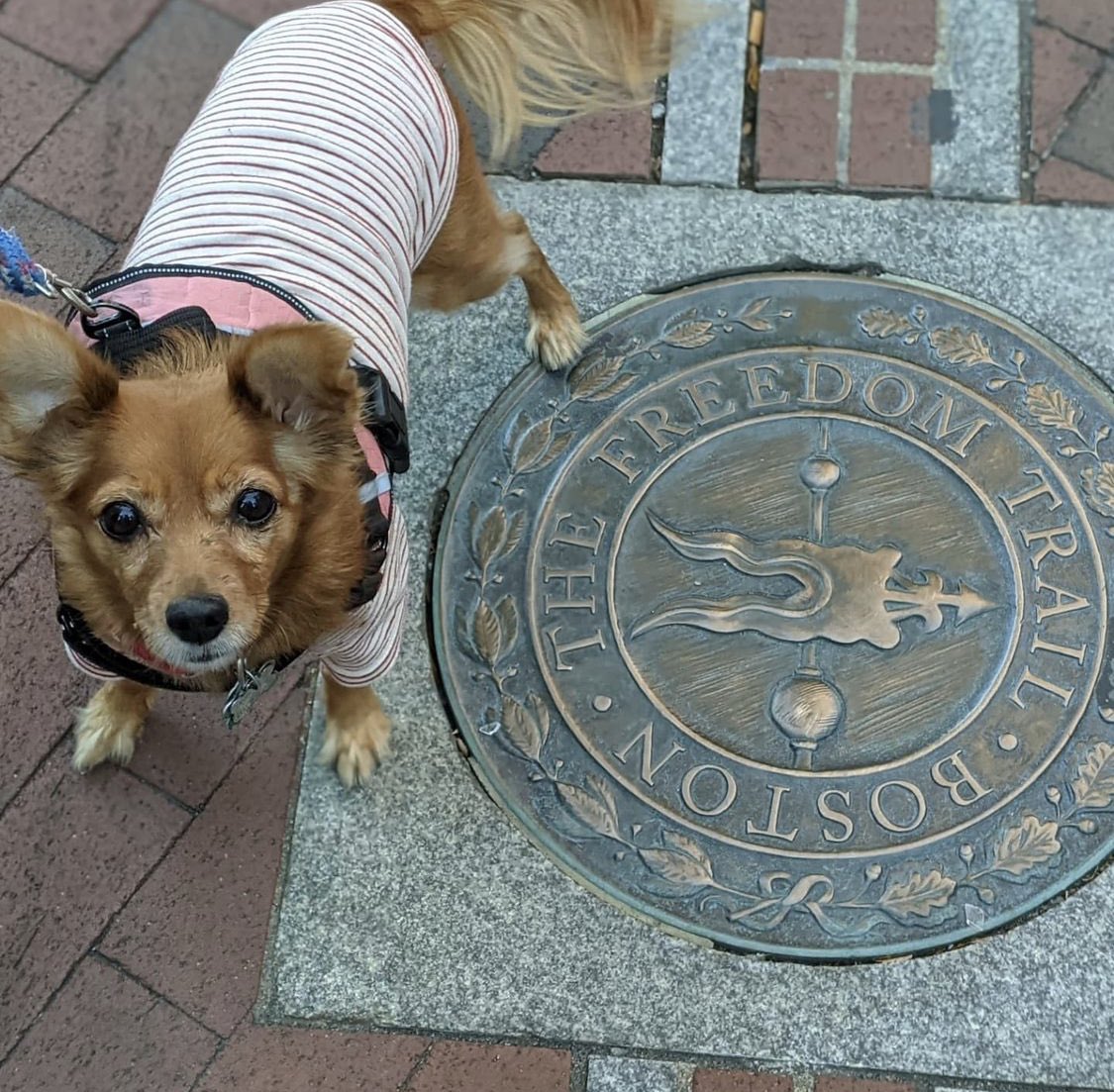 TheFreedomTrail's tweet photo. 🐾 the cutest tour guide that the freedom trail has ever seen 😍

📸: @ adventureswithmuffin on Instagram https://t.co/vWsQSkQmIq