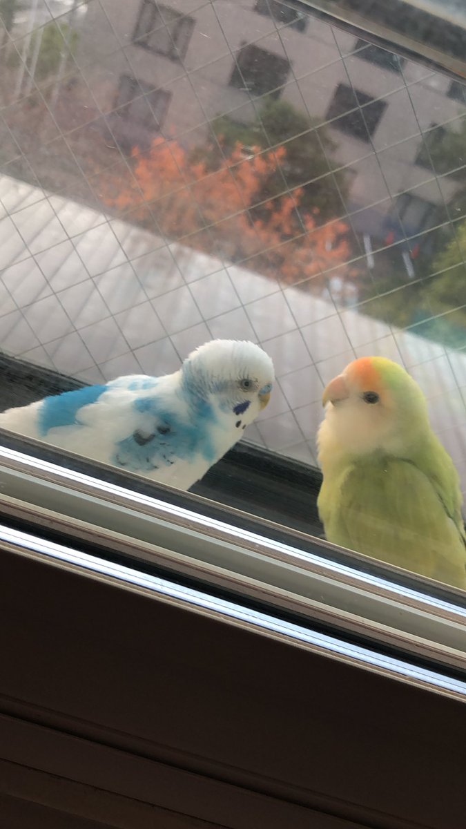 eimu82asamo's tweet photo. 一緒に日向ぼっこしたよ🐥🐣 https://t.co/Od3LIJ3nob