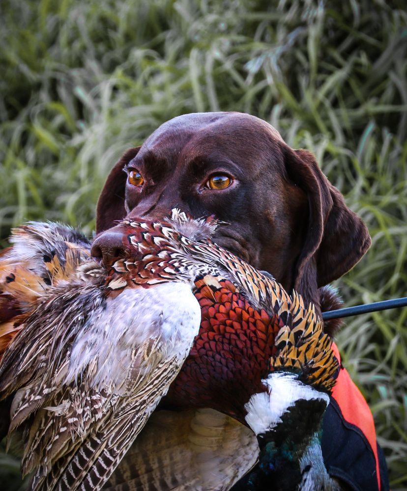 pheasants4ever's tweet photo. ROOSTER REPORTS!
How did the pheasant hunting go over the weekend? #RoosterReport https://t.co/xR8LklEkUt