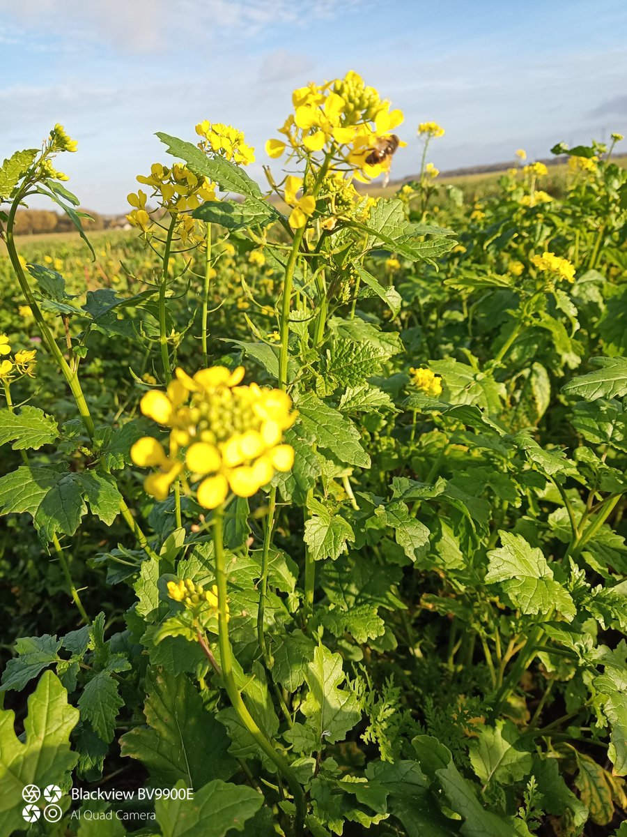Charolailly's tweet photo. Content de voir que les abeilles profitent encore des couverts
#Coupdpousse arrivé au 08/11 !!
@RBAbuzz https://t.co/NtOvyCwz59