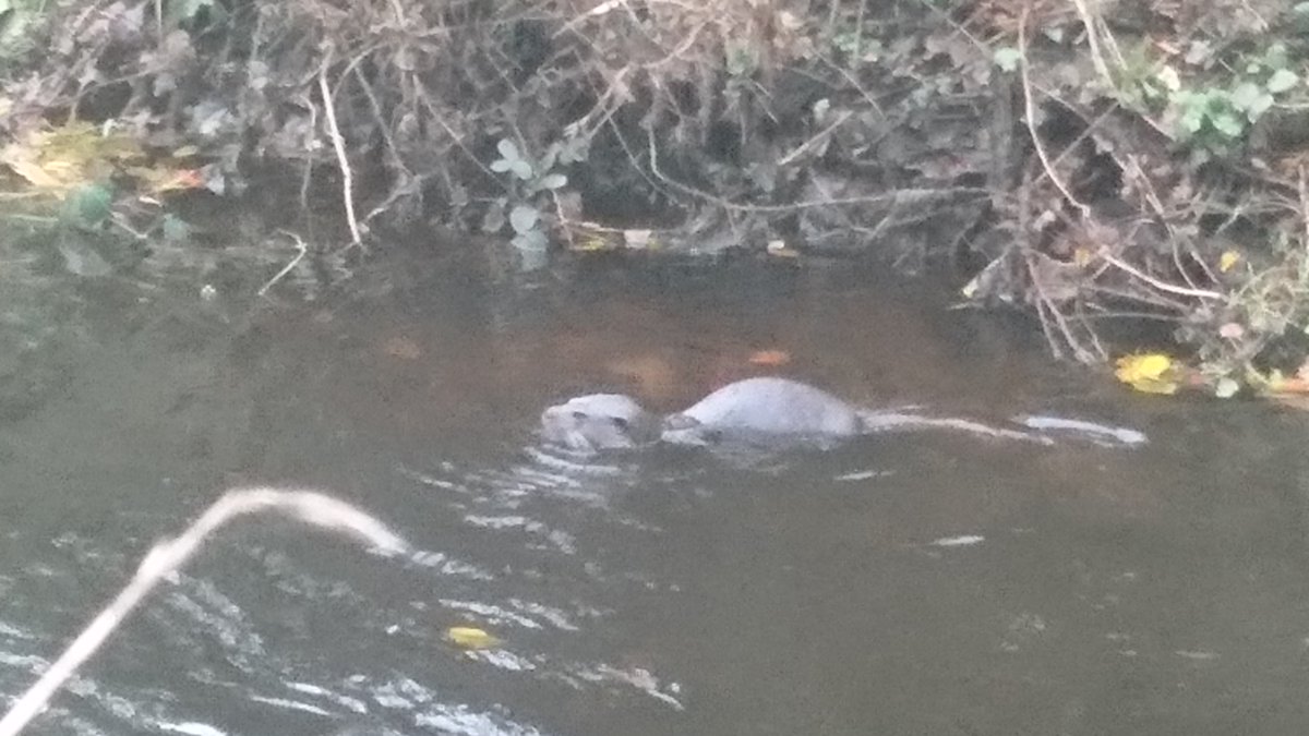 tinglingham's tweet photo. Otter, Warriston Road, Water of Leith. Looks like the kingfisher might have some competition for the fish.
#otter #waterofleith https://t.co/R3ocM2KMCm