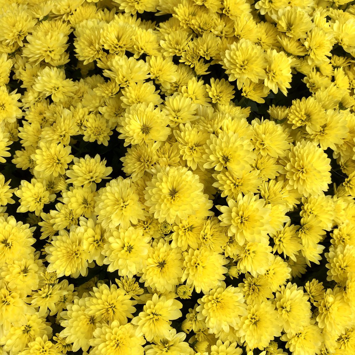 glaubeweiter's tweet photo. Ein #großer #Busch üppig #blühender #gelber #Chrysanthemen begrüßt die #Besucher des #Hauses Ein #leuchtendes #Willkommen das die #Eintretenden #lächeln lässt. Ein #Zeichen von #Gastfreundschaft Der #Gast freut sich „Mögen dieses Haus und alle, die in ihm wohnen, gesegnet sein.” https://t.co/psFlgjXzVd
