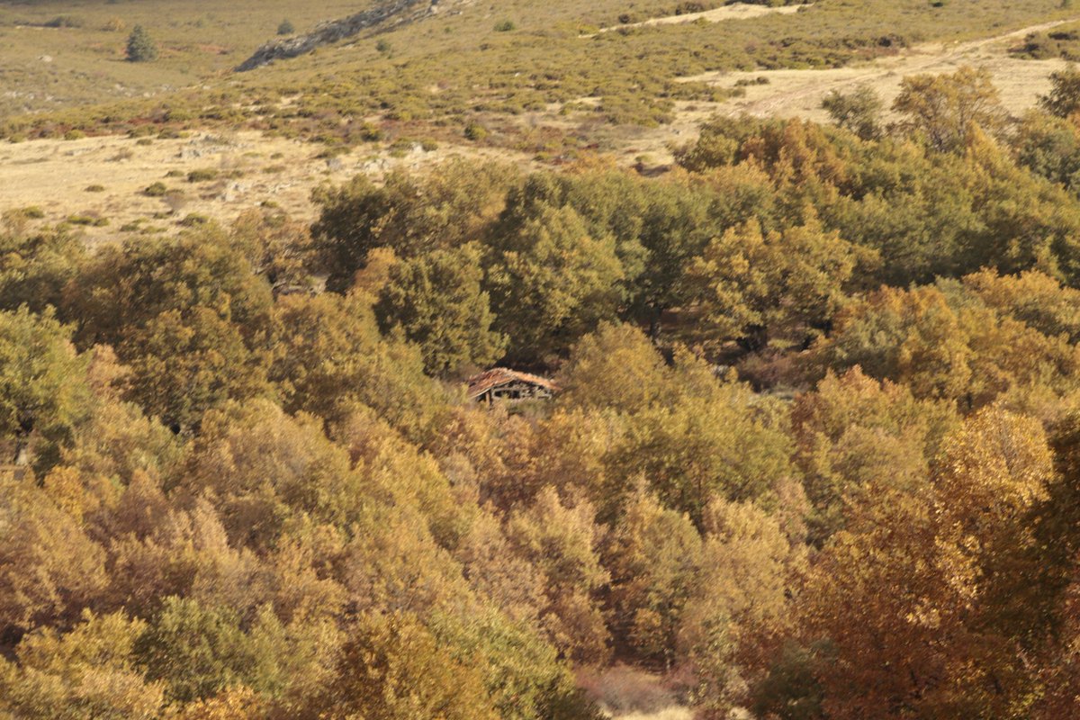 Tinieblas de la Sierra 🌾 tweet media