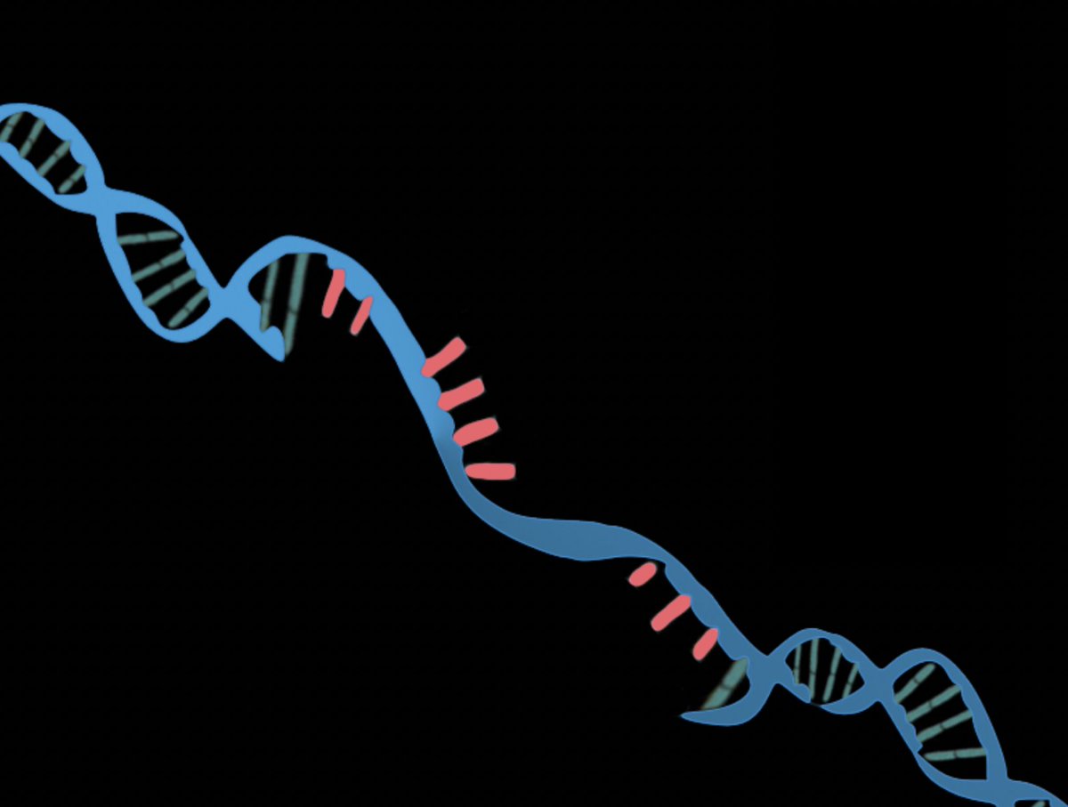 CantorLab's tweet photo. Postdoc positions! Come join us and address key biological questions about how Replication Gaps impact cancer, therapy response and developmental disease while learning the latest genome analysis techniques.
Interested, Sharon.Cantor@umassmed.edu https://t.co/ubKpsAAV3g