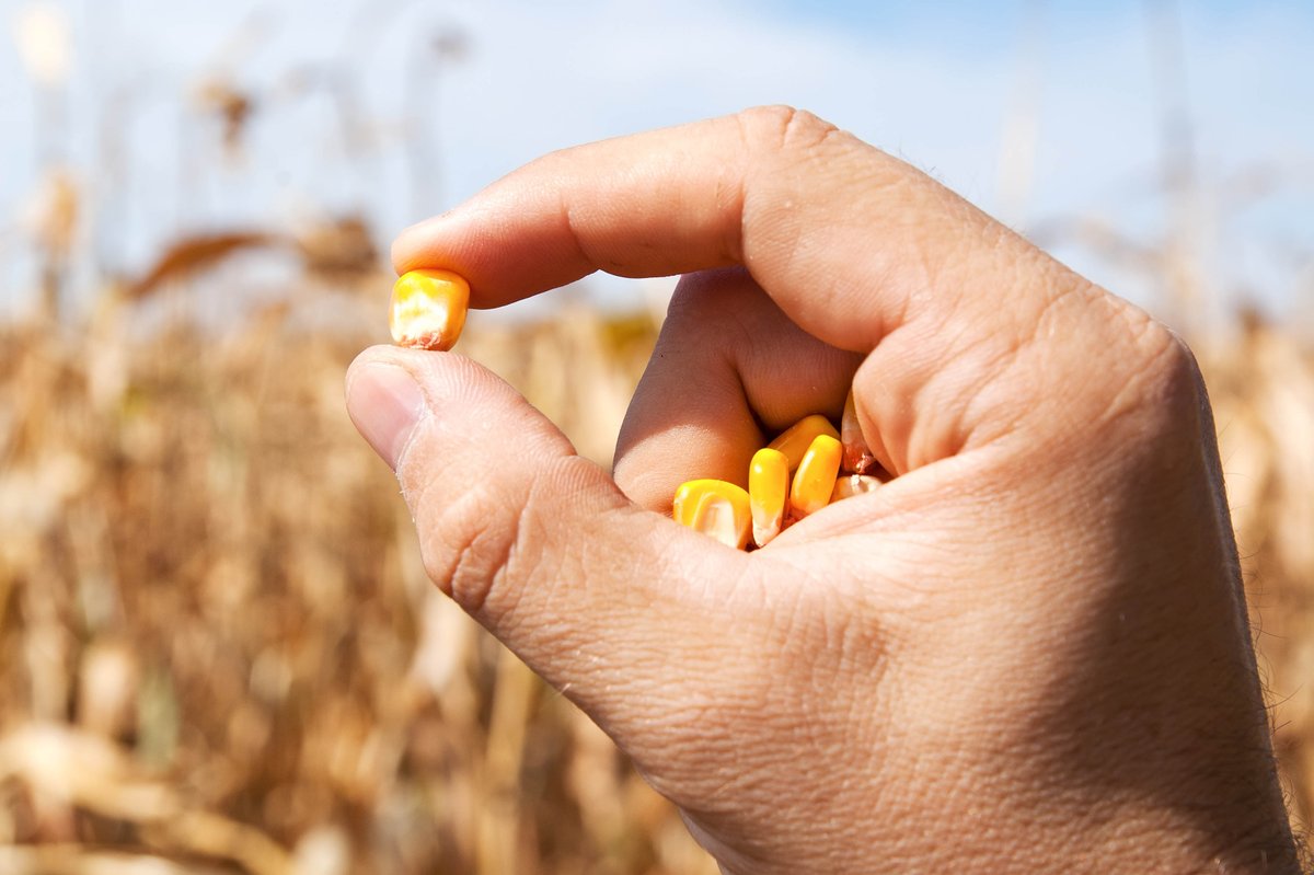 RIPEproject's tweet photo. What doesn’t kill you makes you stronger: New research led by RIPE postdoc @Dr_Peng_Fu found that crops have drought ‘memory’ that could potentially prepare them for drought conditions, offering an improved resilience to future climate change 

🌽: https://t.co/p5aQG1XoCc https://t.co/bgdbc325Yt