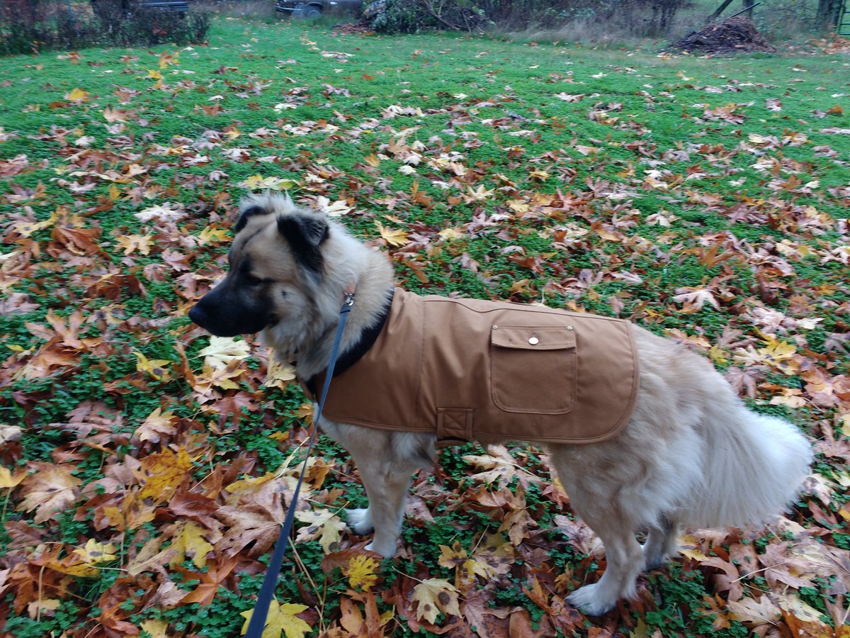 sysedtweets's tweet photo. Charlie in his little @Carhartt jacket >>>>>>>>>> 
#SYSpets #DogoftheDay https://t.co/76JpUSSPjN