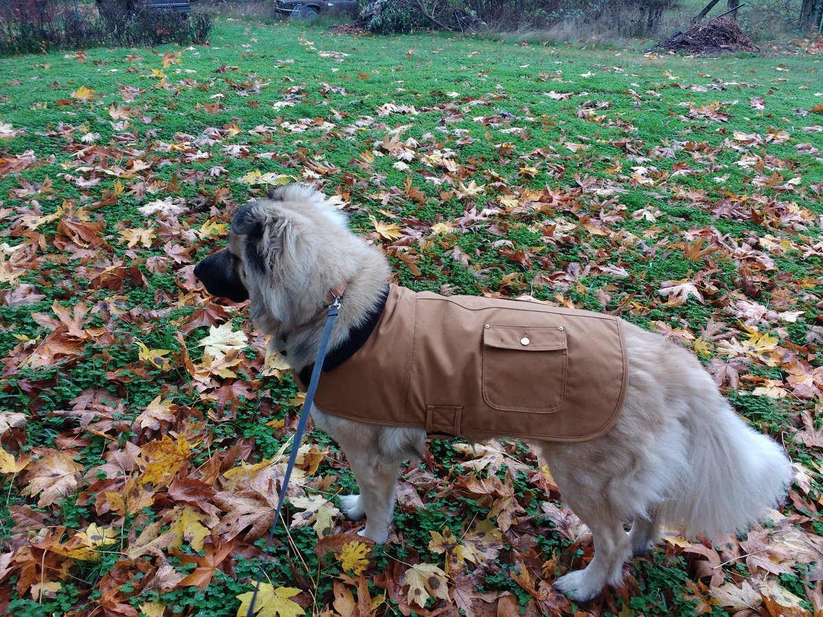 sysedtweets's tweet photo. Charlie in his little @Carhartt jacket >>>>>>>>>> 
#SYSpets #DogoftheDay https://t.co/76JpUSSPjN