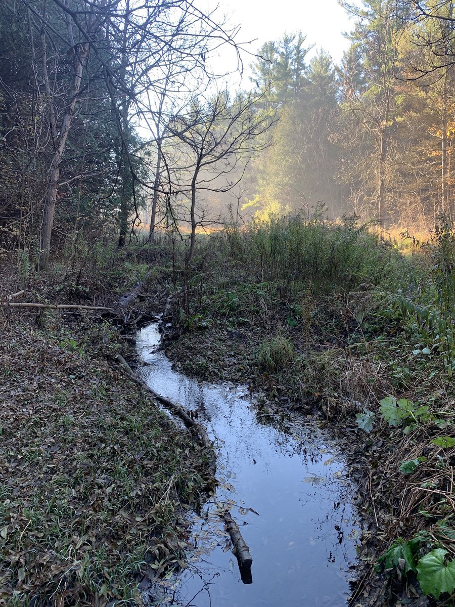 SimonOstler's tweet image. #FallViews