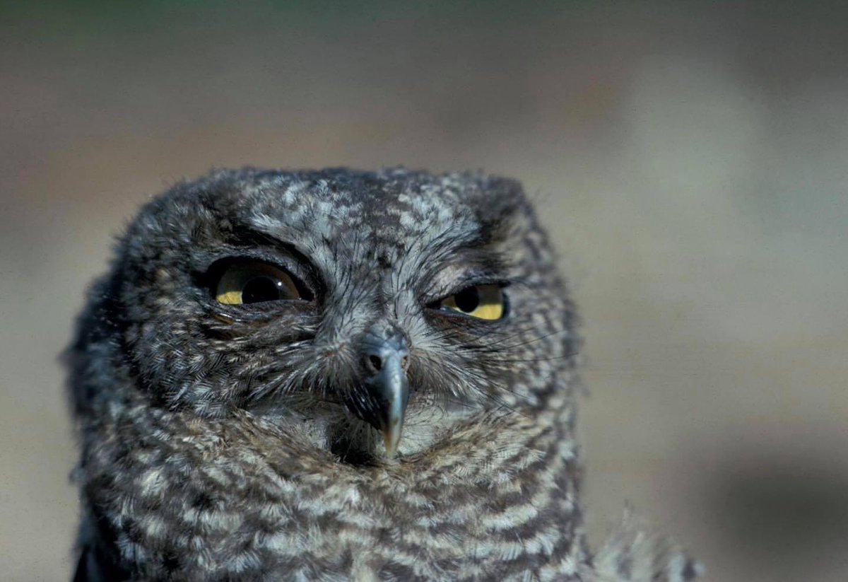 National Park Service tweet media