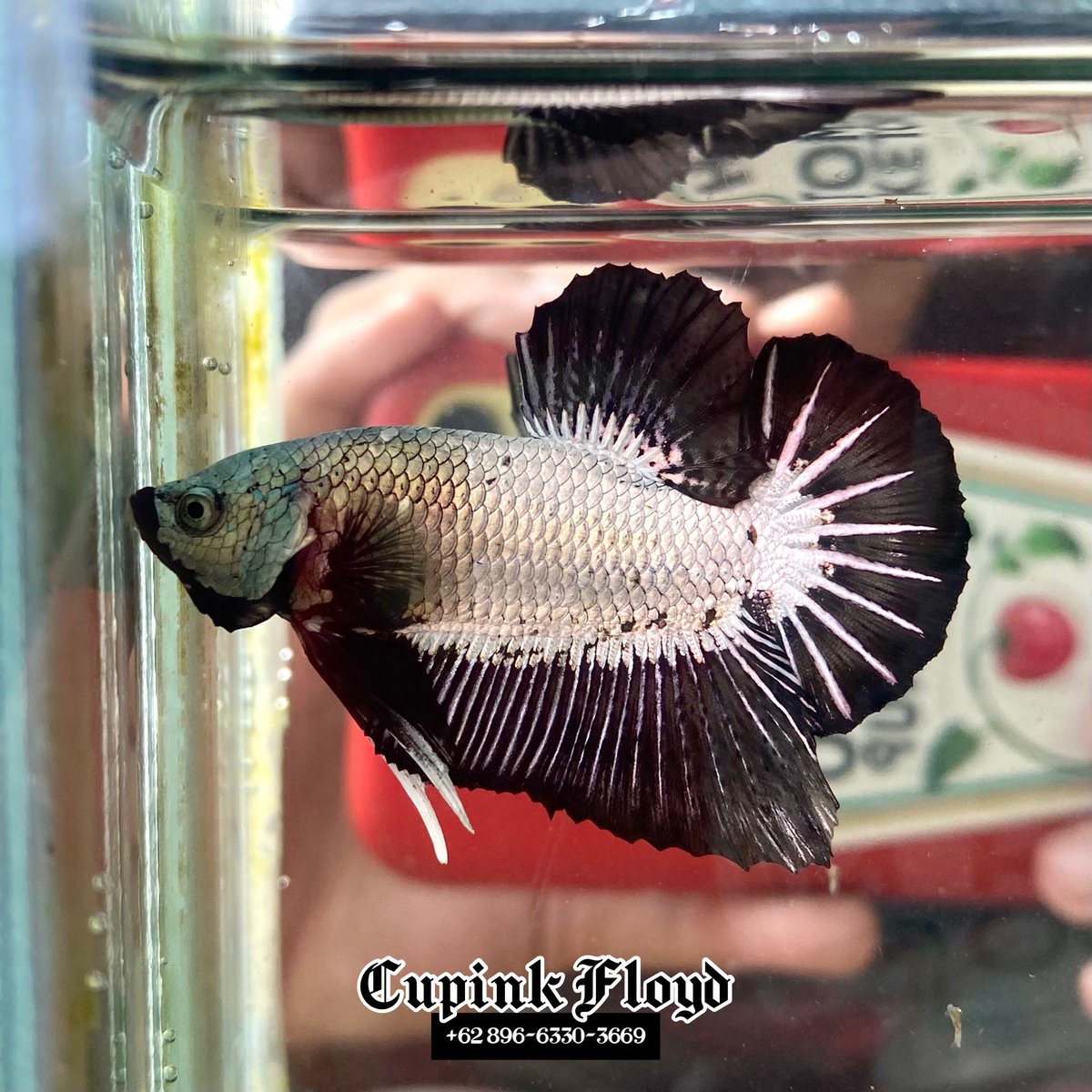 Plakat Black Dragon🖤🤍

Indonesia🇮🇩

Interested?dm📬

#bettafish #bettafishindonesia #bettafishworld #ikancupang #cupang #worldwideshipping #available