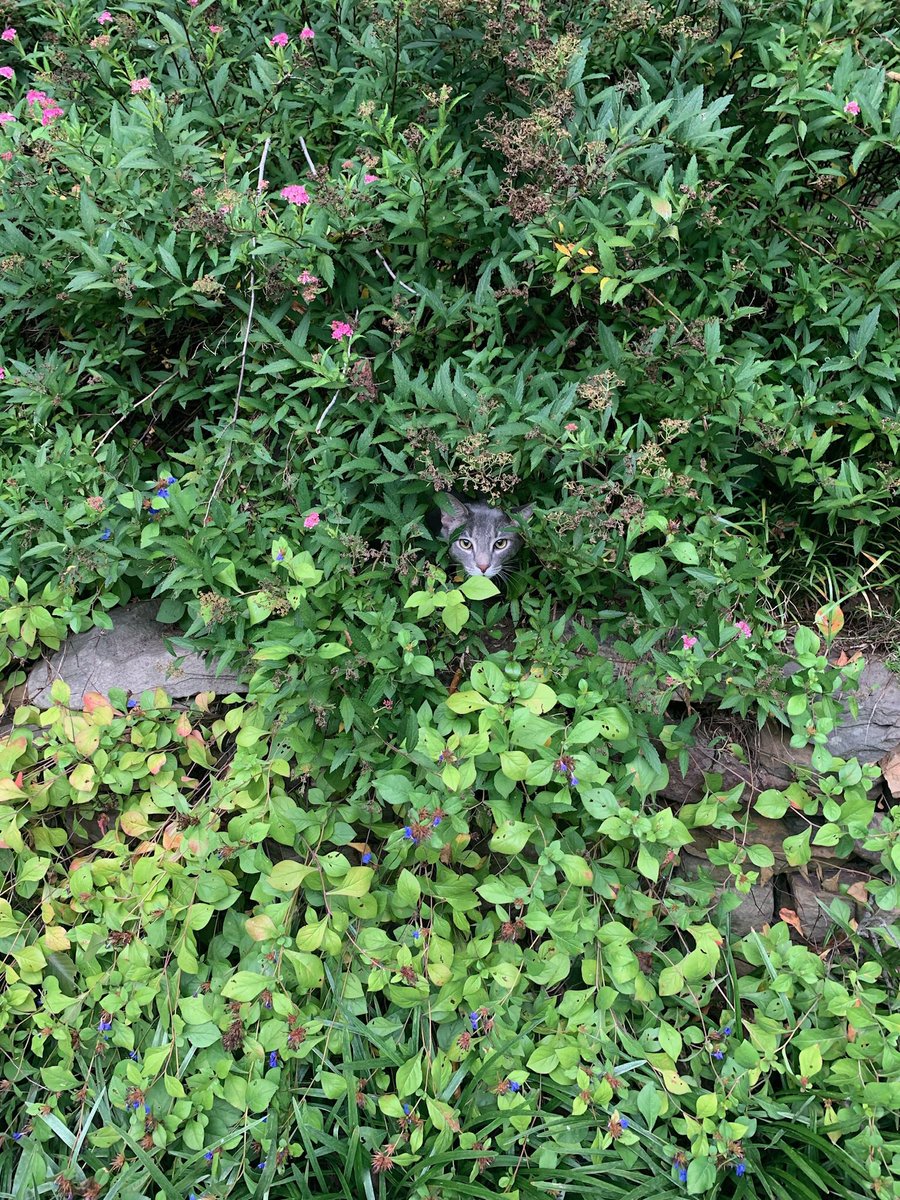 adam_cats's tweet photo. @SimonsCat How about Eric appearing through the leaves? https://t.co/WzGrSD9UWa