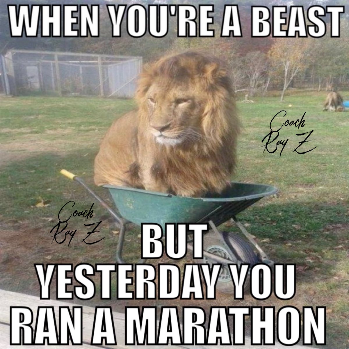 When you’re a beast 🦁 but yesterday you 🏃🏻‍♂️ ran a marathon 🏅 #marathonmemes #runningmeme #runnersmemes #runningmemes #runmemes #runningfriendsbe #Savagememes #runningbuddy #fitnessmemes #runningmemes #gymmemes #runners #marathoners #trailrunners #ultrarunningmemes