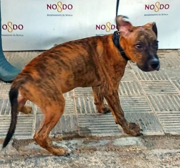 amaregar's tweet photo. Miles de perros son sacrificados a diario en el zoosanitario ,sportdog y otros campos de exterminio , no podemos esperar a que se apruebe la "Ley de Protección Animal " en el 2023 demasiado tarde para ellos , hago un llamamiento a el @PartidoPACMA a actuar ya !! 
#SacrificioCero https://t.co/k1Jb3wRMQv
