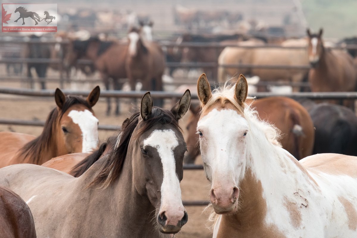 Together we can bring change to Canada’s horses. Purposely bred draft horses continue to be exported out of Canada at an alarming rate and we need your help! Continue writing and calling your Members of Parliament to express support for a federal ban. bit.ly/3waFaCZ