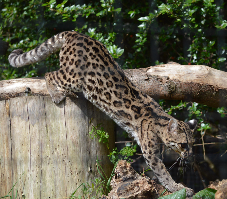 WelshMountainZo's tweet photo. Look who's off out and about for his afternoon adventure! ππΎ
#Margay #AfternoonAdventures #MondayMoving #Conservation #WelshMountainZoo #NationalZooOfWales
π· Matt Rimmer https://t.co/FnroaQRzSP