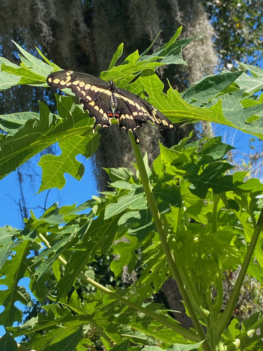 Butterfly chrysalis are continuing to hatch as part of our 4H Butterfly Metamorphosis Project at St Anastasia Elementary in Ft Pierce. So much fun. #uf_ifas #ufbugs Pics by <a href="/StAnastasiaCS/">St. Anastasia School</a> <a href="/LinetteT/">Linette Trabulsy</a>