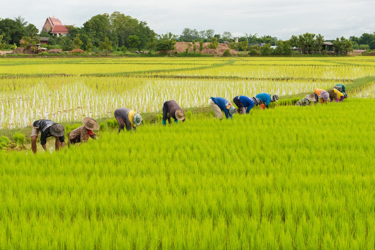 Interested in learning how to use Partial Equilibrium Models to forecast the impact of economic shocks and policies on national and global economic environments? Check out the latest course on the @IFPRI_FSP e-learning platform! ow.ly/t9nN50GHaYe