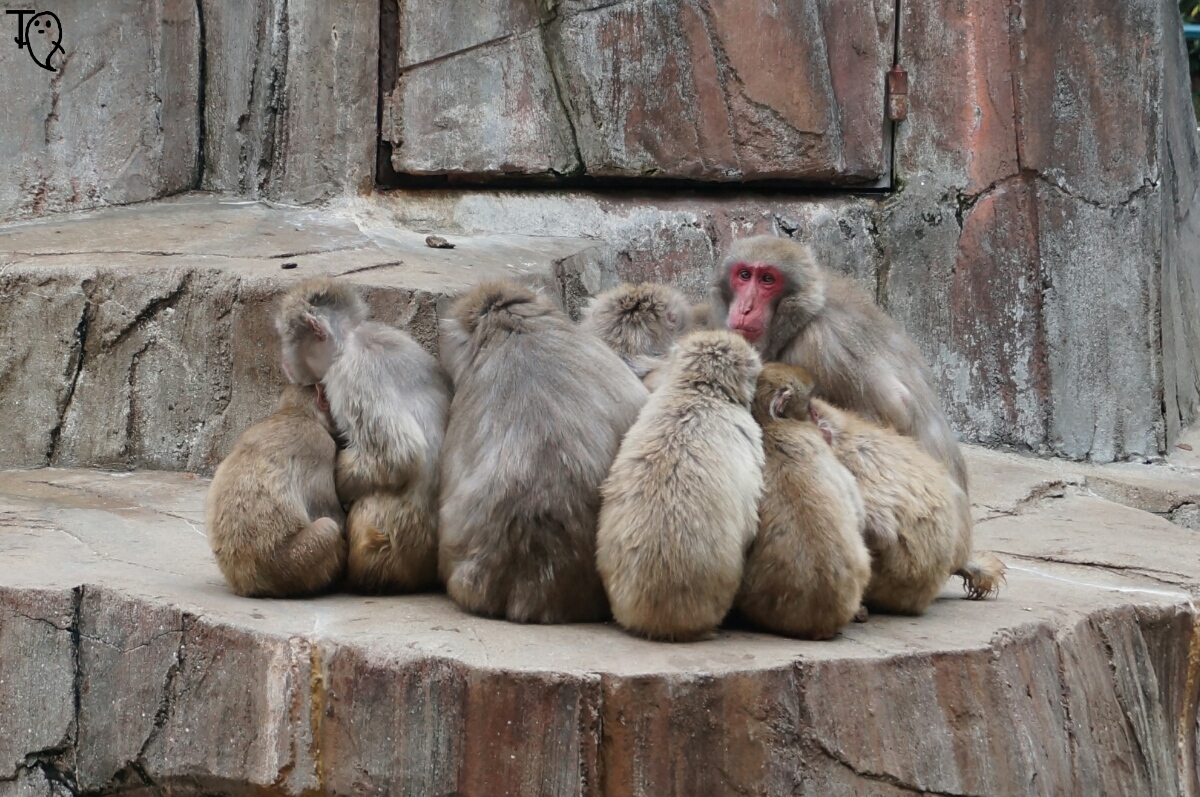 猿 Twitter Search Twitter