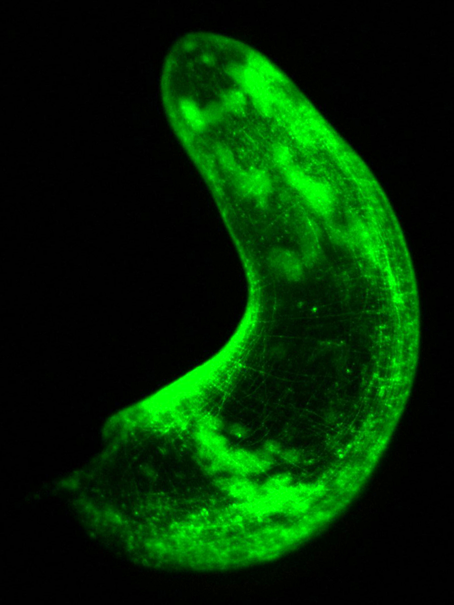 Srivastava Lab (@acoel_hofstenia) on Twitter photo Early stocking stuffer idea: "glowworms" (non-arthropod) for every biologist in your life. Our paper on transgenesis in Hofstenia is now online <a href="/Dev_Cell/">Developmental Cell</a>: authors.elsevier.com/a/1e2T-5Sx5gmJ… Early stocking stuffer idea: "glowworms" (non-arthropod) for every biologist in your life. Our paper on transgenesis in Hofstenia is now online <a href="/Dev_Cell/">Developmental Cell</a>: authors.elsevier.com/a/1e2T-5Sx5gmJ…