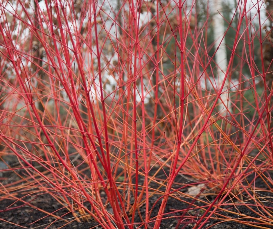 How to Keep Your Garden Looking Good Through the Seasons

As autumn and winter approach, it is a good time to take stock of your garden, to ensure that it has plenty of interest in the coming months and on into winter.  

#WeAreAPL #PapillonGardens rfr.bz/t3elzsa