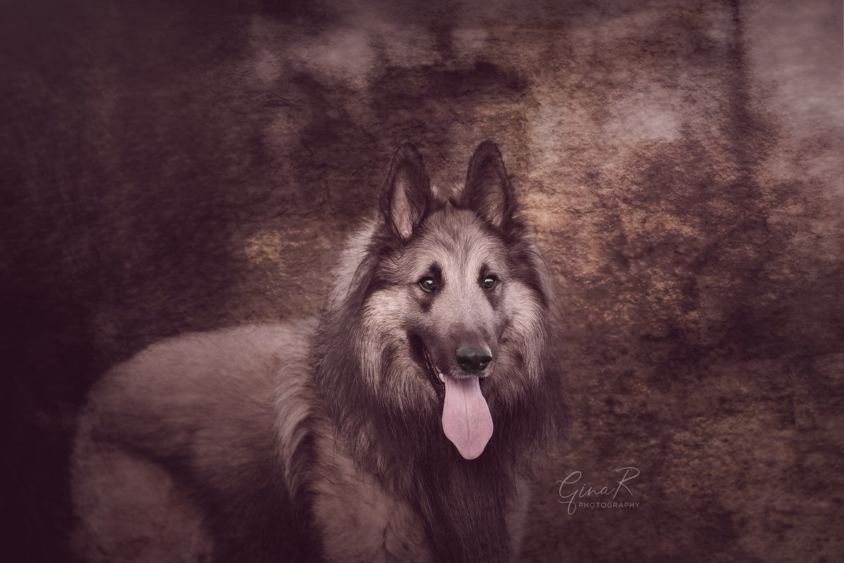 ginachillin's tweet photo. More time on my hands, version 2 π Tervtastic Albert #ginar #dogsoftwitter #tervtastic #belgianshepherd #Hull #texturetastic #HullMinster #playingwithcolour https://t.co/cH02Qzqaa9
