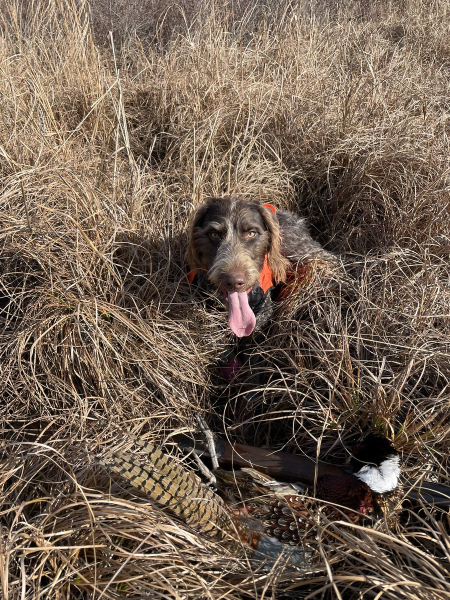 First eastern Montana pheasant for Gus. Only 12 months old we hope there are many more in his future!! <a href="/pheasants4ever/">Pheasants Forever</a>
