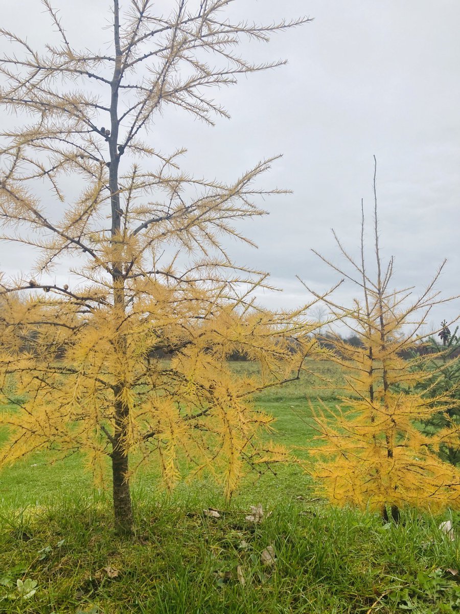 mmellanie's tweet photo. So in love with their colour right now. 💛 It’s a shame it doesn’t last long...
#tamaracks
#home
#leedscounty
#addison https://t.co/QiwhuYhyqv