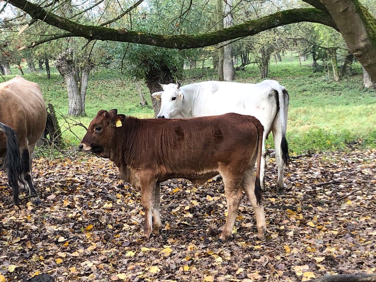 Auerrind Projekt tweet media