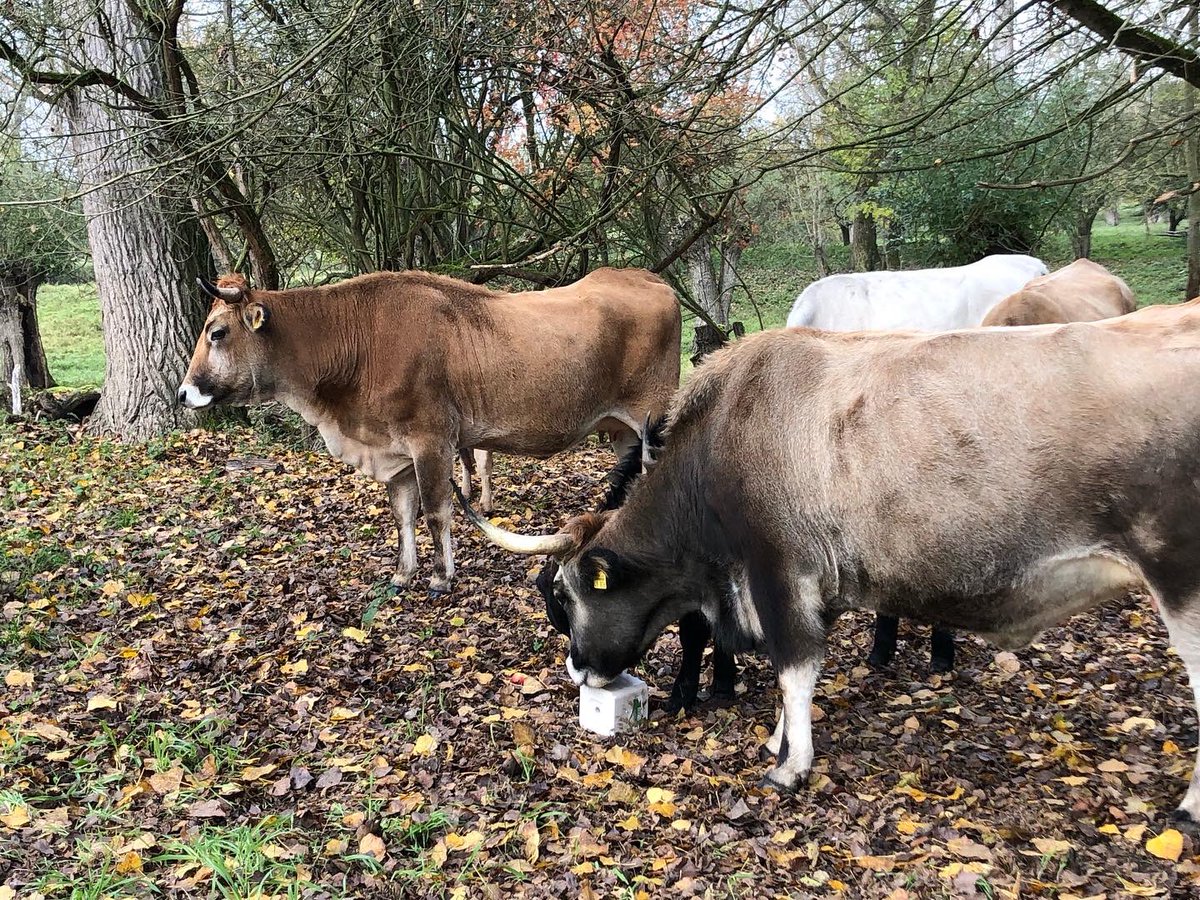 Auerrind Projekt tweet media