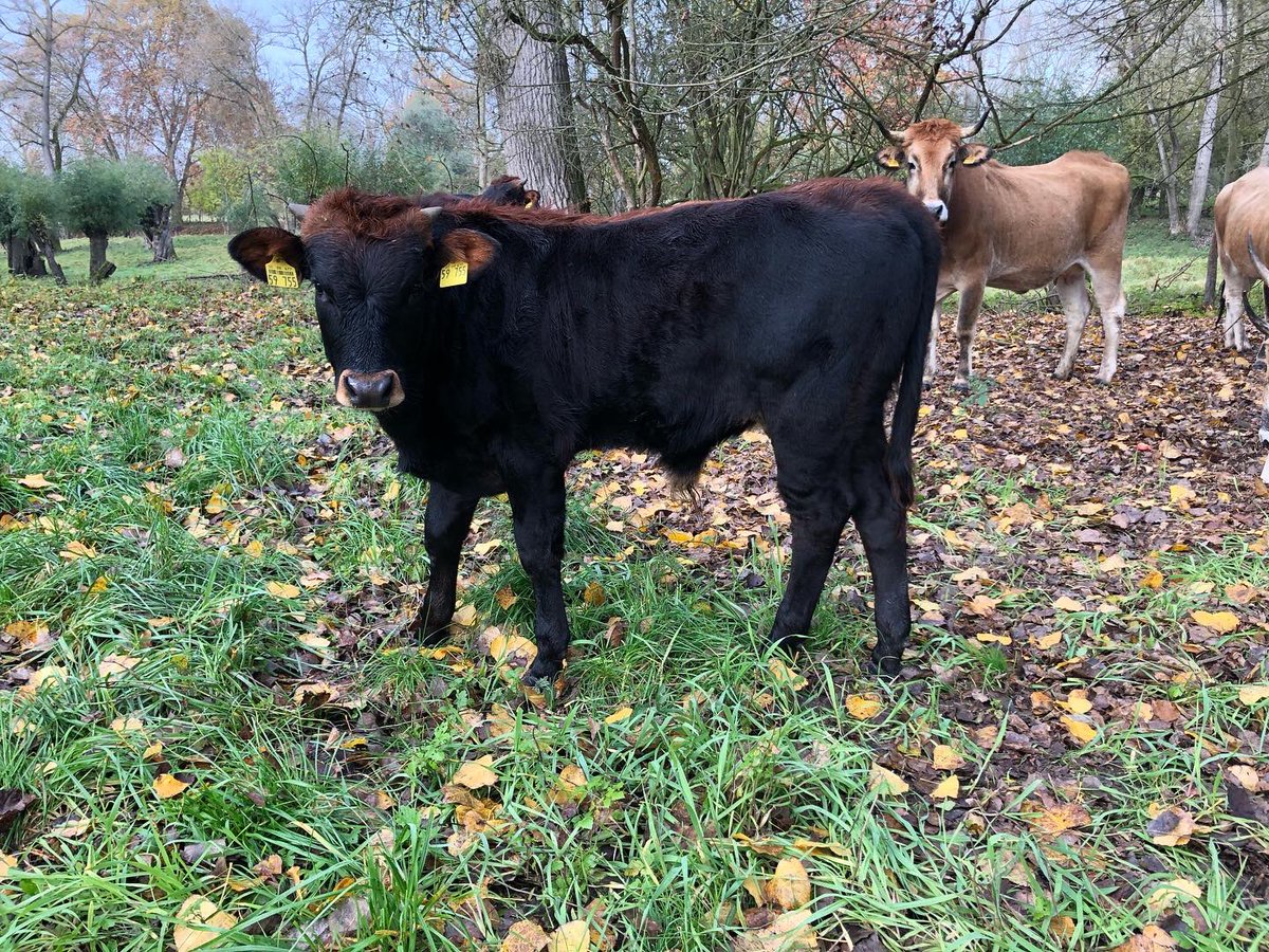 Auerrind Projekt tweet media