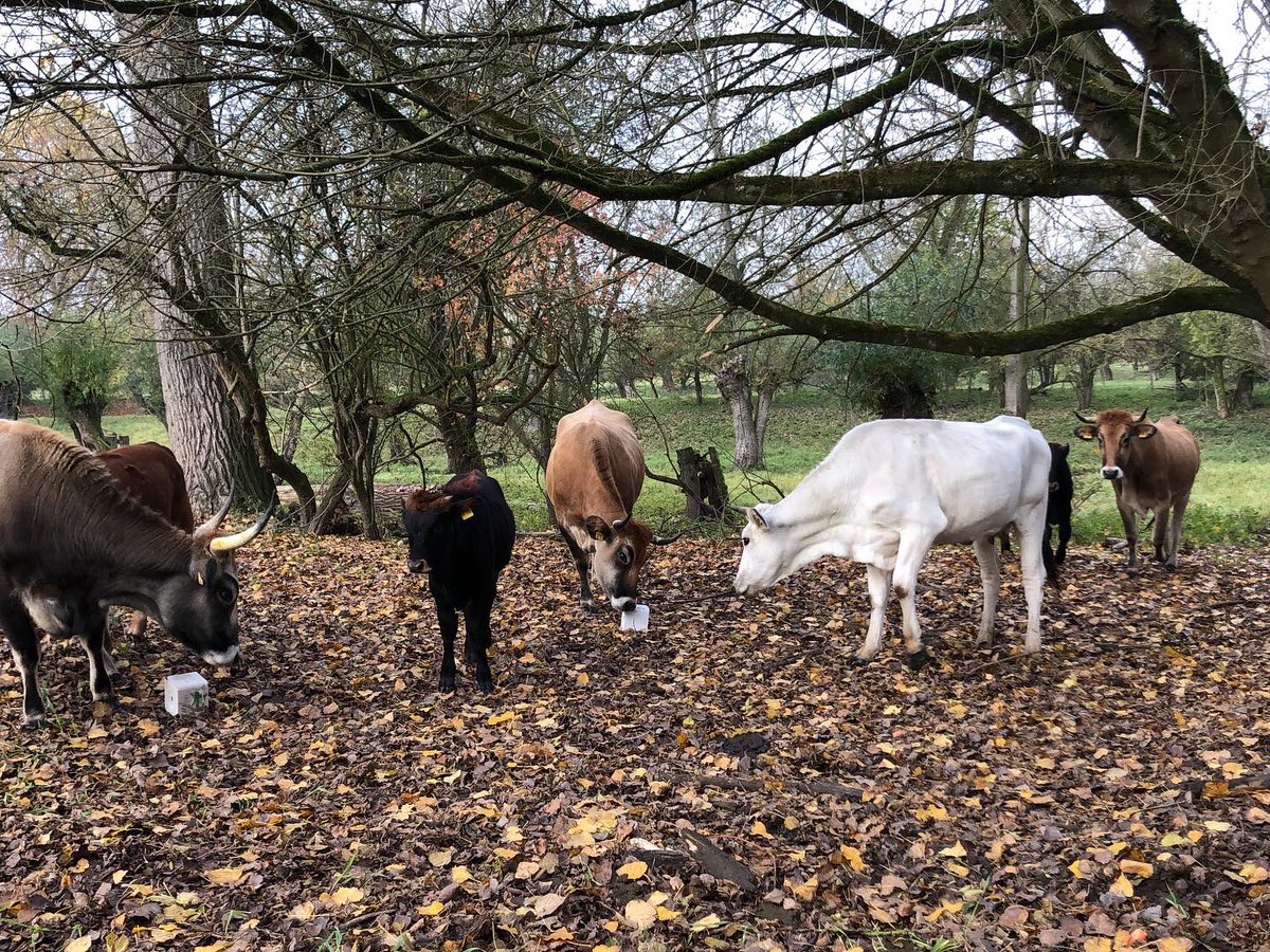 Auerrind Projekt tweet media