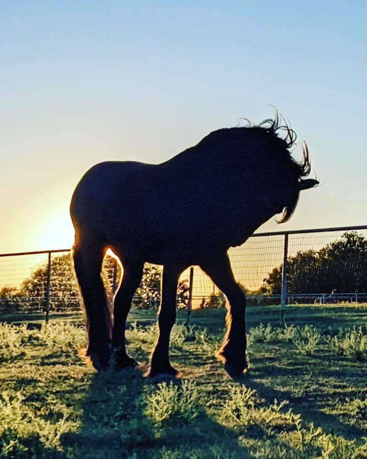 “The essence of Horse Spirit is freedom. It is a noble and resilient force, with limitless energy at its core.” ― Lawren Leo

Tjitte photographed by Macayla 🖤 #dressage #friesian