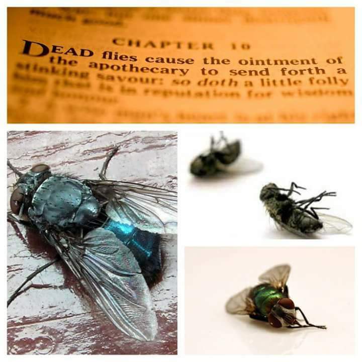 WinnersGrace's tweet photo. STINKING TO HIGH HEAVEN

The bible says it is dead flies in an ointment that give it a foul odour. 

Who would think a couple of dead flies would affect the smell of the ointment to such an extent. But it's exactly the same way your sin stinks before God.

https://t.co/T08OHPXSZs https://t.co/mHFbtjrXEl