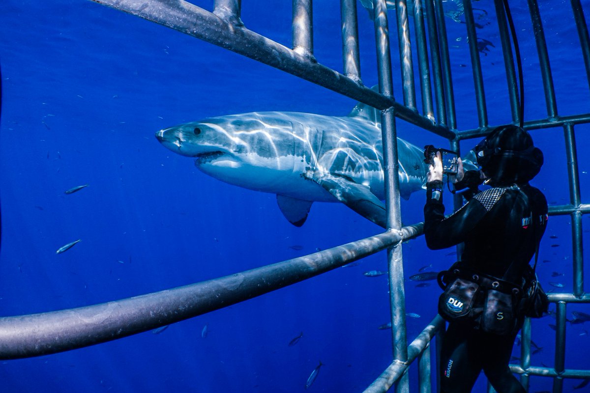 Who's ready for a life-changing experience?

Book for 2022 now! ⬇️
 bit.ly/NautilusGuadal…

#Shark #Cagediving #BucketList  #sharksdaily #GreatWhite 

📸: Ted Lee