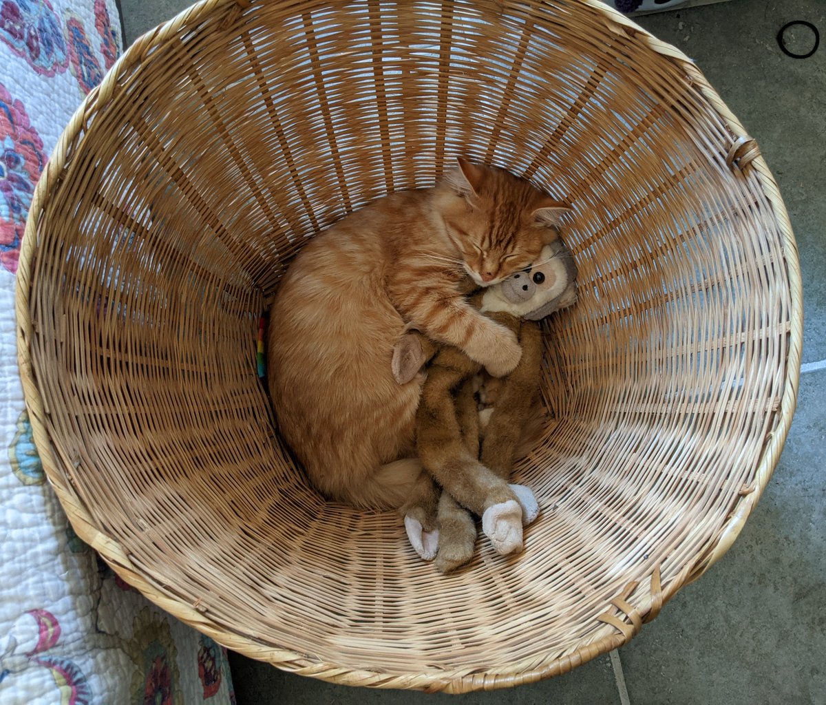 GoodwynPub's tweet photo. For those that thought my cats snuggling with their monkeys were cute, Calcifer took the cuteness to a whole new level.
Cats cuddling monkeys...laying in a basket. I swear I didn't stick him in there.
#CatsOfTwitter #monkeydrama https://t.co/GBXgaWkBK8
