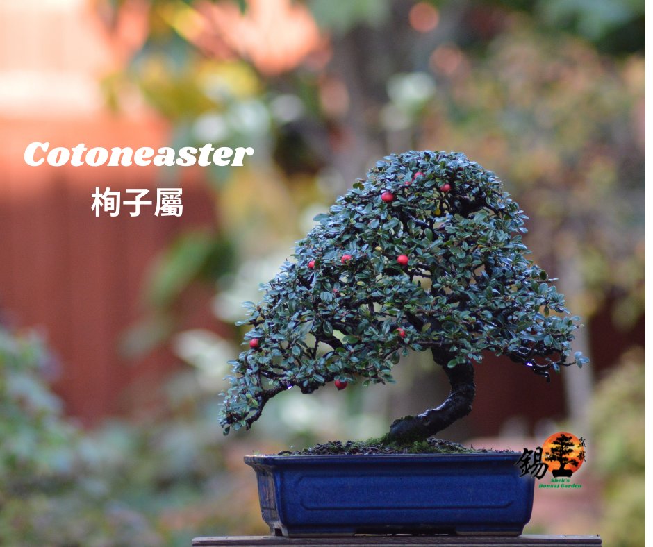 Shek_Bonsai's tweet photo. 栒子屬 Cotoneaster https://t.co/J15t8tCllB